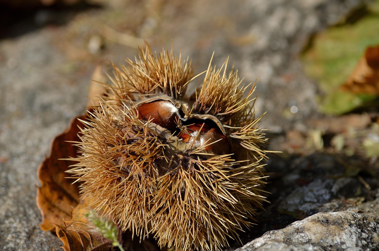 🌰 La châtaigne : trésor d’automne pour le corps et l’esprit 